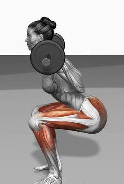 Squat : muscles moteurs et stabilisateurs