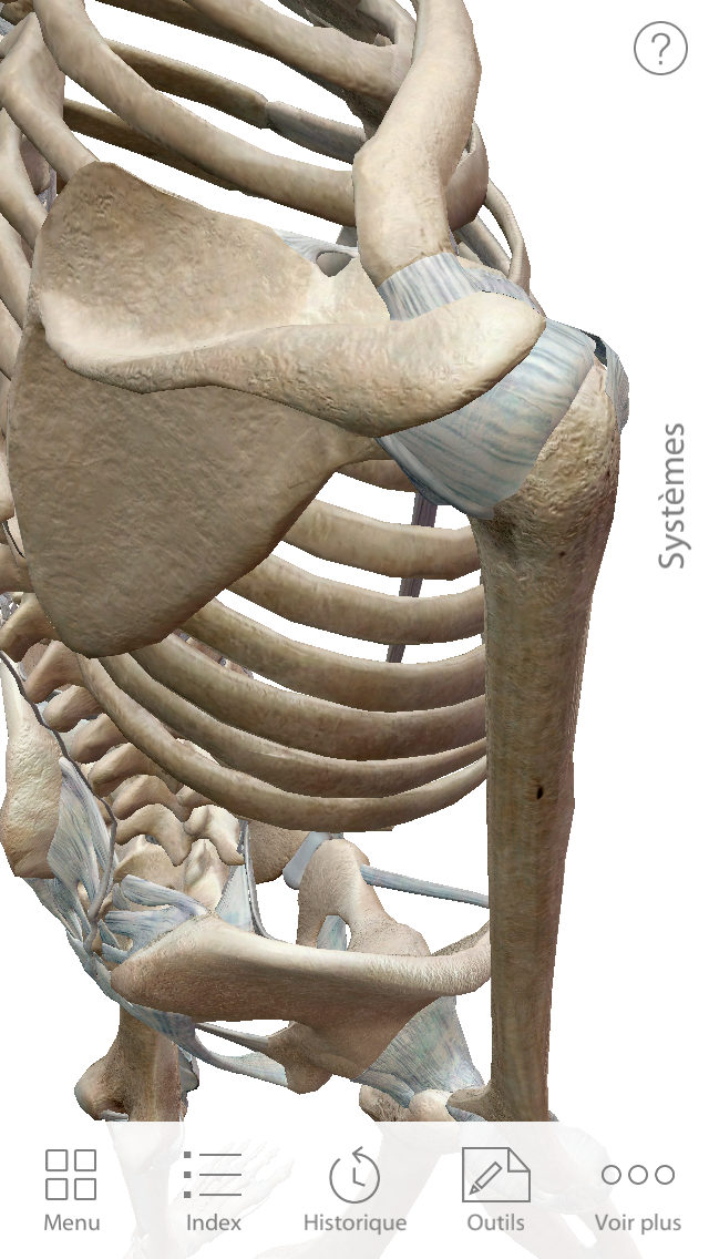 Combien De Muscles Compte Le Corps Humain App anatomie muscles bpjeps | Réussir son BPJEPS AGFF